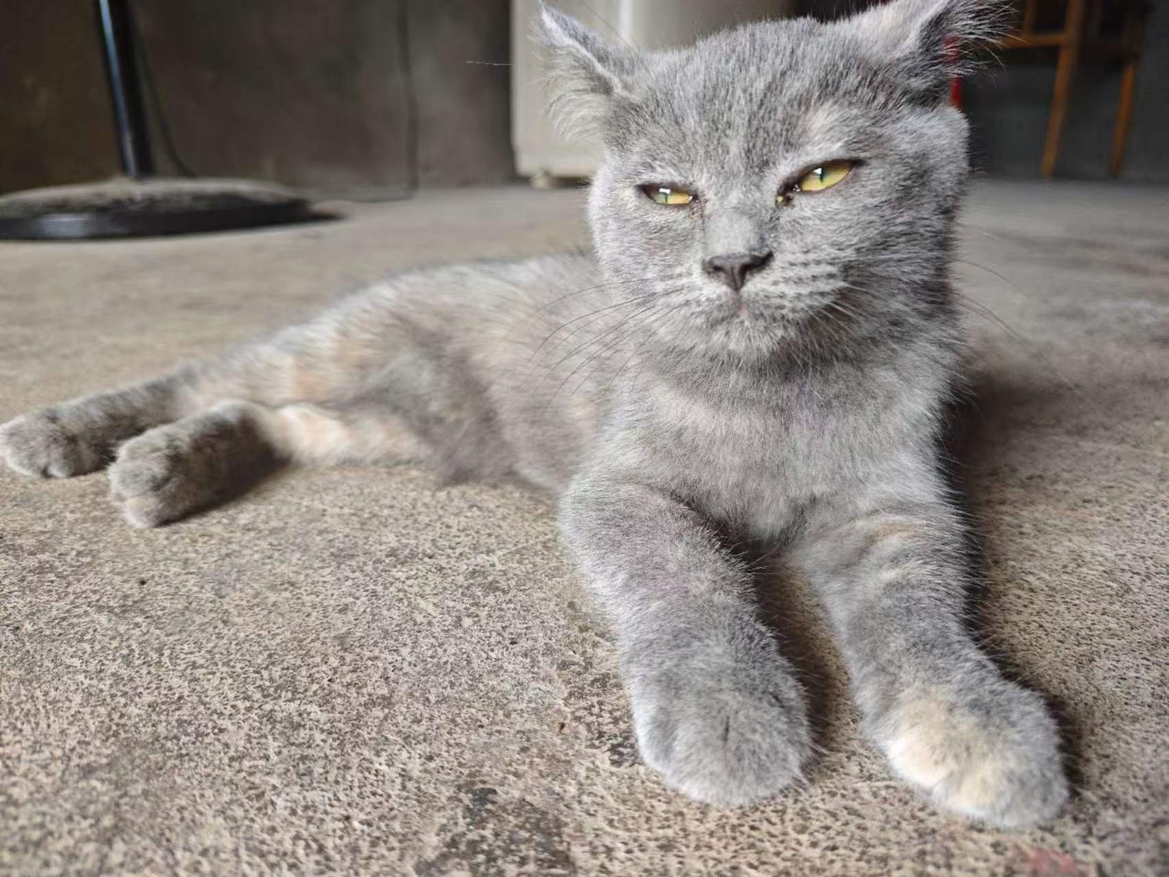 猫