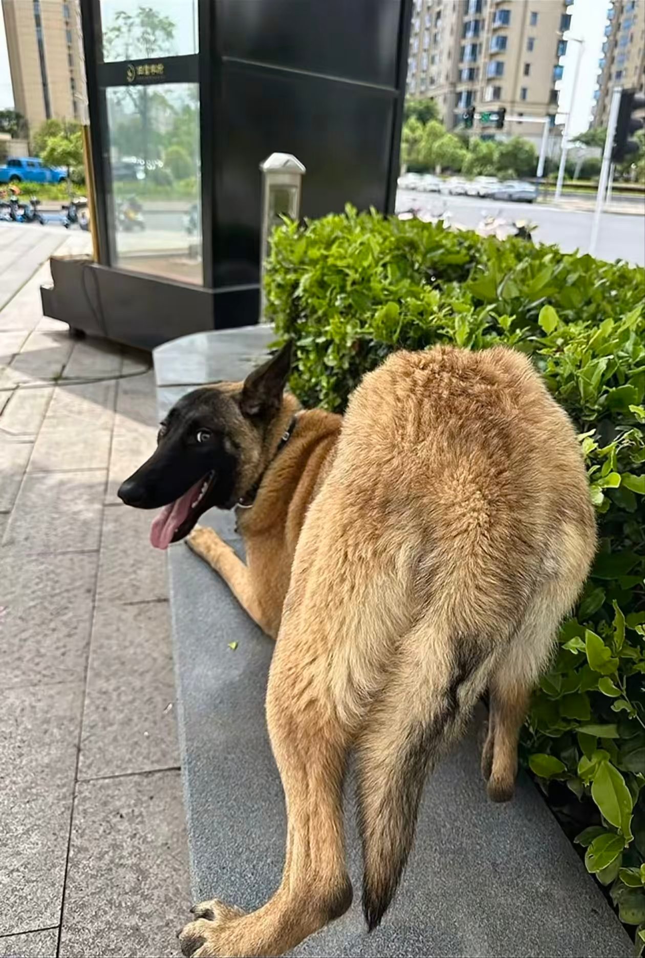 狗