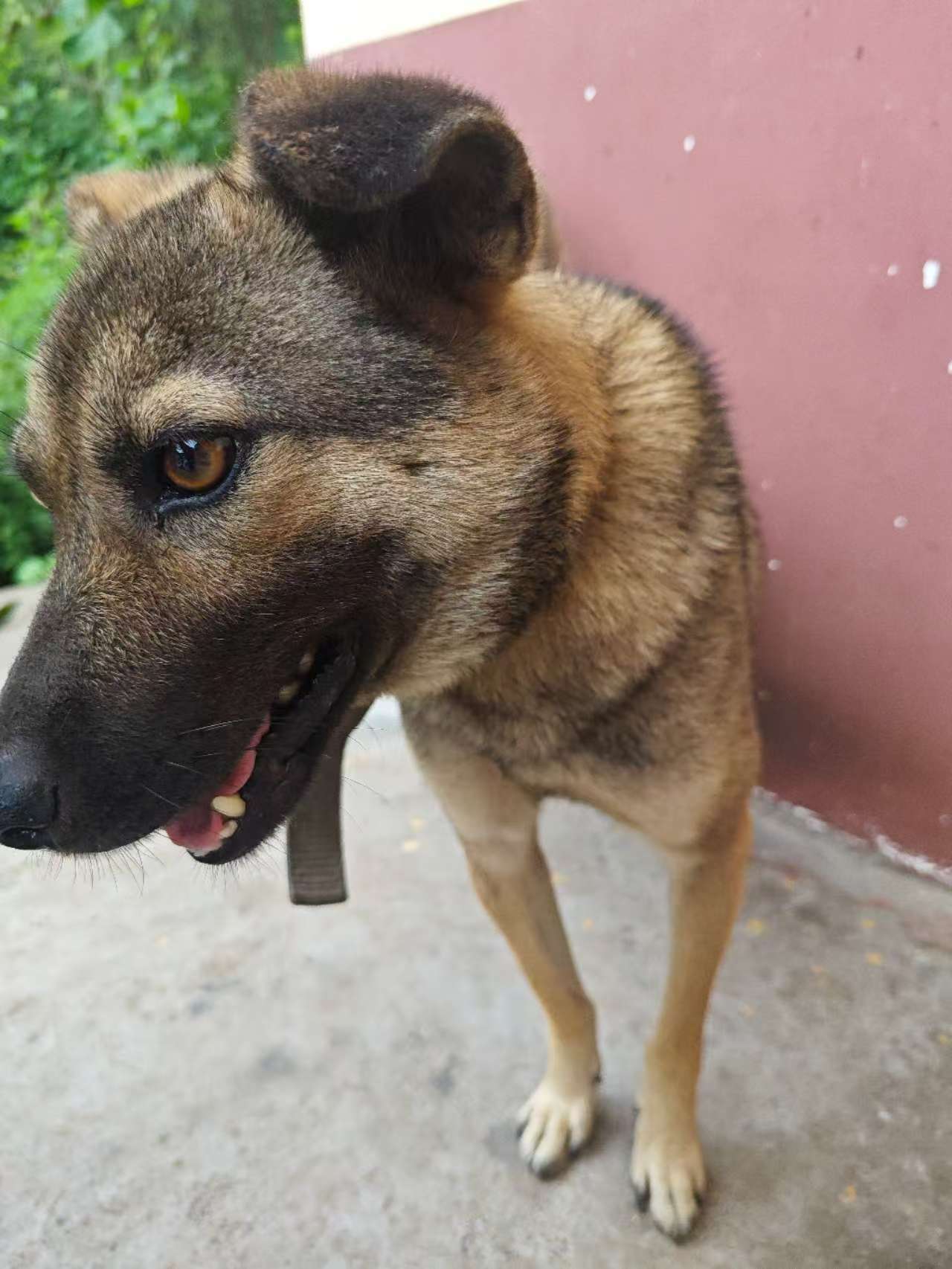 狗